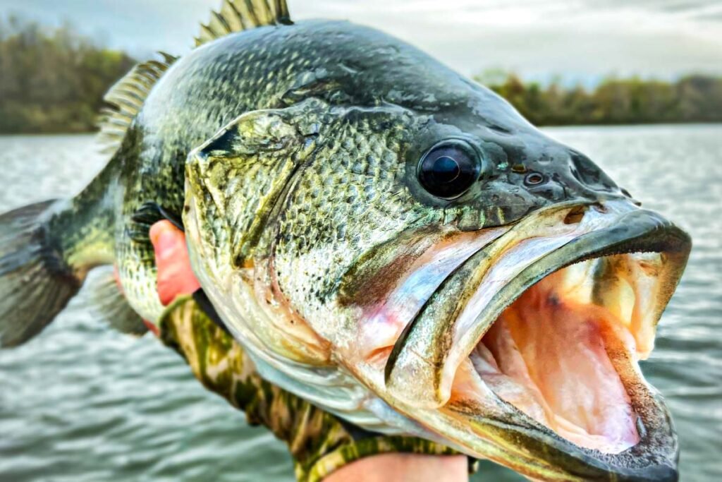 black bass black bass