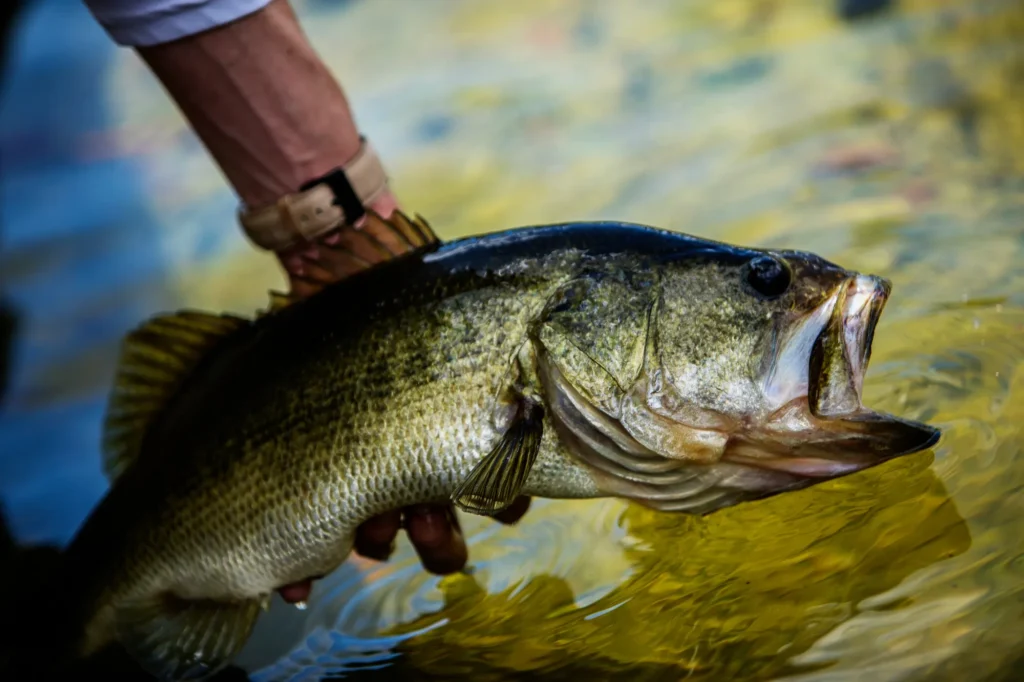 black bass california black bass california